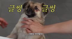 권상우♥손태영 반려견 눈물에 누리꾼 '우려'…"알레르기 검사 받아라"