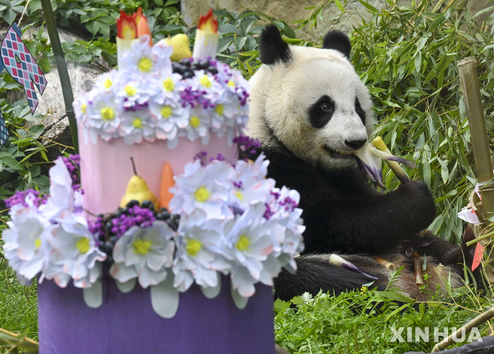 러시아 첫 출생 자이안트 판다, 3번째 생일 맞아