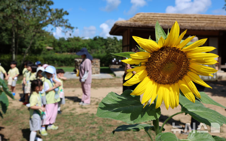 해바라기와 아이들