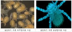 '가을철 불청객' 쯔쯔가무시증…전국 털진드기 감시 시작