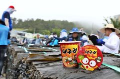 "완도 어민과 45년 동행" 농심, '너구리 재료' 햇다시마 490t 구매