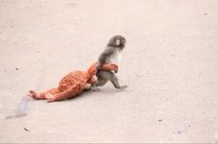 엄마 대신 인형 품었던 日 아기 원숭이 '펀치'…한정판 우표 주인공 됐다