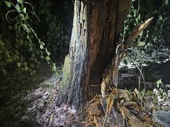 부산 수정산 둘레길서 말벌쏘임사고…1명 중상·1명 경상