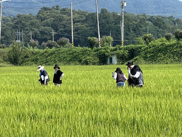 벼멸구 방제 시급한 논 3배 가까이 늘어…수확 전 집중 대응