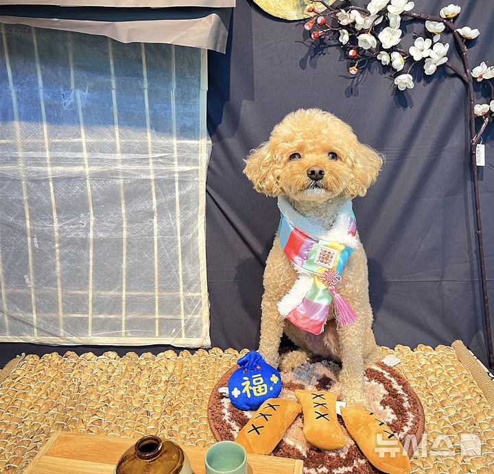 "추석에 강아지 맡길 수 있나요?"…'펫호텔'은 예약전쟁 [출동!인턴]