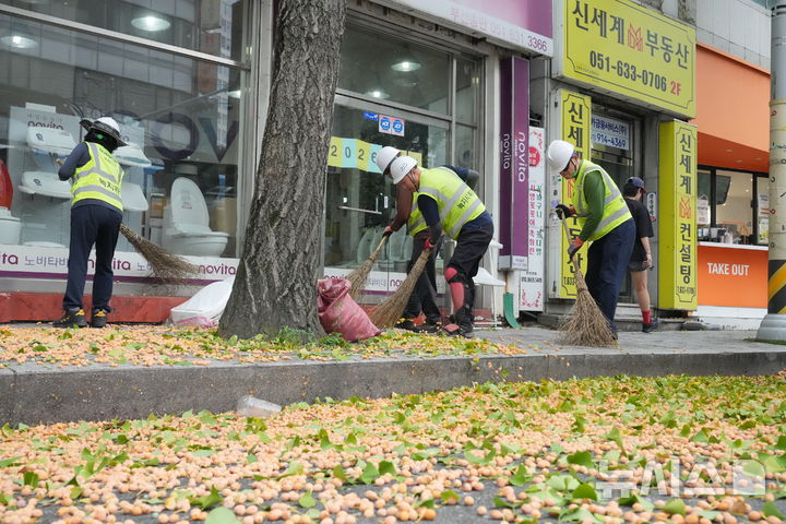 권익위, 가을철 낙엽 민원주의보 발령…'낙엽 수거, 열매 수확' 개선방향 안내