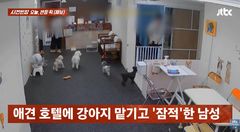 "딱 하루만 맡길게요"…애견호텔에 강아지 2마리 맡긴 남성, 한 달째 잠적