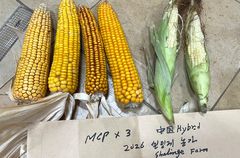 국제옥수수재단 '몽골 최초 하이브리드 옥수수 재배 성공'…23년 결실