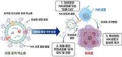 인천대, '다중작용 엑소좀' 면역항암제 새 전략 제시