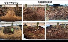 파프리카 '털뿌리병' 억제균주 2종 선정…병 발생 70% 억제