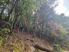 속리산서 올해 첫 소나무재선충병 감염목…긴급방제(종합)