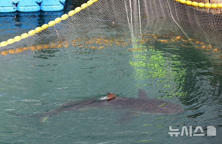 '부캉이' 돌아왔다…1차 차단망 통과후 2차 그물망 유영