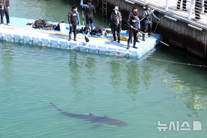 뜨거워진 한반도 바다…33일 만에 북항 떠난 '부캉이'가 남긴 것은