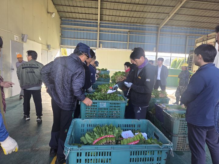 경남 고성 시금치, 본격 출하 시작…첫날 600㎏ 경매