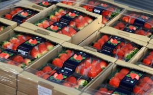 중동 리스크 속에도…K푸드+ 수출 3.5%↑