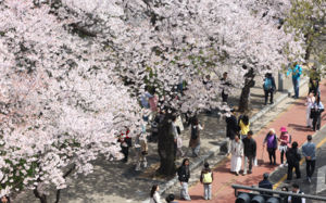 주말 벚꽃 인파에 여의도 등 트래픽 1.5배 증가