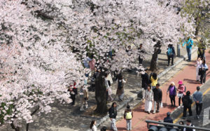 주말 벚꽃 인파에 여의도 등 트래픽 1.5배 증가