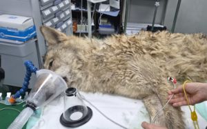 "말랐지만 건강"…늑구, 열흘 어떻게 버텼나