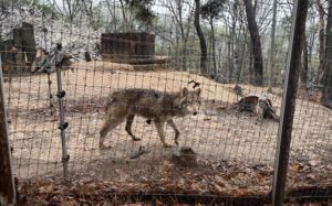 담장 넘자 본능 발동…늑구가 멀쩡했던 이유