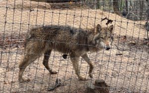 담장 넘자 본능 발동…늑구가 멀쩡했던 이유