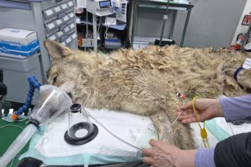 20m 거리서 쏜 마취총 명중해 '늑구' 생포