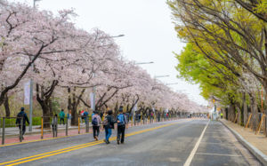 서울, 꽃으로 깨어나는 4월…봄꽃 명소 5선