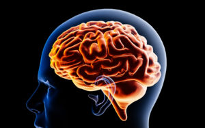 얼었던 쥐 뇌세포 부활…SF 속 냉동수면 현실되나