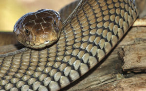 위고비와 다르다…비단뱀서 부작용 없는 비만 치료 열쇠 찾았다