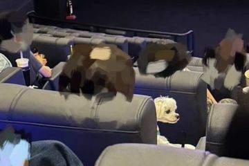 영화괸에 반려견 안고 들어온 민폐 관객