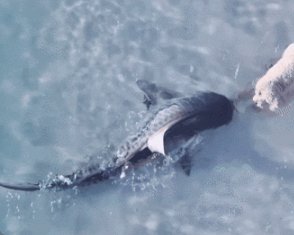 호주 해변서 마주친 상어와 개…서로 놀라 '휙'