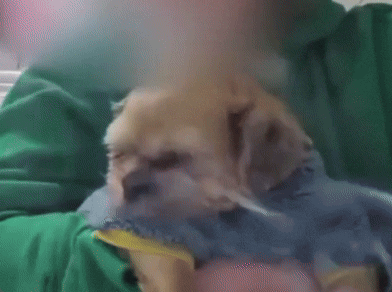 시츄에 담배 물리려고…강아지 학대한 견주에 '공분'