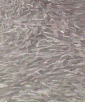 오사카 도톤보리강 뒤덮은 물고기 떼…시민들 '멈칫'