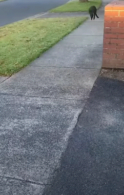 주머니에서 떨어진 새끼 어리둥절