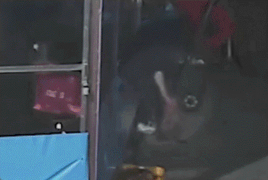 시장에 등장한 '상습 문어 절도범'…"배고파서 훔쳤다"