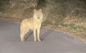 "6일 찾아다녔는데 눈앞서 놓쳐"…현장영상 공개한 늑구 발견자