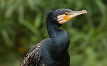 청계천 물고기 싹쓸이하는 민물가마우지…포획은 불가