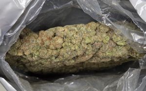 127만명 흡연 가능 대마 밀수 시도…야쿠자 출신 덜미