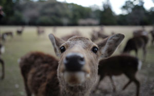 광명 농장 탈출 사슴 5마리 어디에?…당국 수색 재개