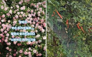 가지치기 해주려고?…수원 파란대문 장미 잘라간 남녀