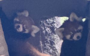 서울대공원, 국내 최초 자연번식 레서판다 쌍둥이 공개