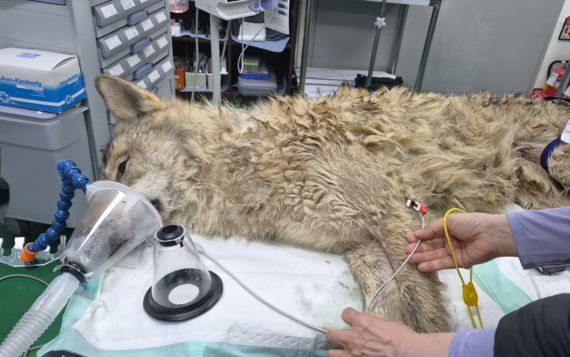 '국민늑구' 열흘 만에 집으로… "살아돌아와 다행" 응원 물결