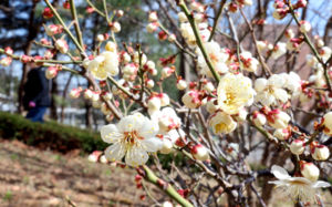 내일 '춘분' 맑고 포근…최대 20도 일교차