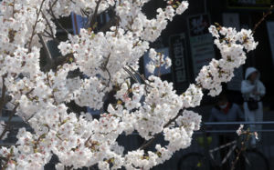 완연한 봄날씨…낮 최고 20도 '일교차 주의'