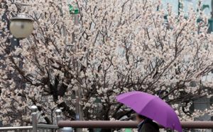 월요일 전국 '봄비'…수요일부터 맑고 포근