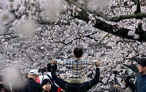 서울 벚꽃 공식 개화…지난해보다 6일 빨라