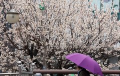 전국 흐리고 비…수도권 등 미세먼지 '나쁨'