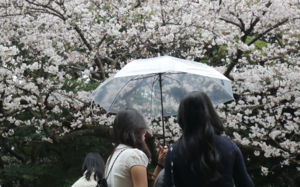 4월 첫날 전국 곳곳 봄비…낮 최고 18도 포근