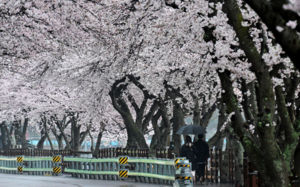 벚꽃놀이 비상?…토요일 전국 흐리고 비