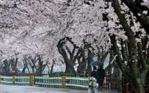 출근길부터 비…수도권 최대 60㎜'안전 주의'