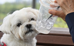 내일 전국 곳곳 비…황사에 미세먼지 '나쁨'